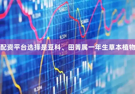配资平台选择是豆科、田菁属一年生草本植物